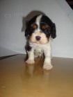 Kaval�r King Charles �pan�l