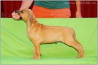Rhodesian Ridgeback / Rhod�sk�