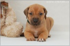Rhodesian Ridgeback / Rhod�sk�