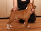 Basenji sle�ny na V�s �ekaj�