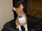 Basenji sle�ny na V�s �ekaj�
