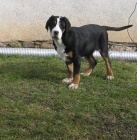 Velk� �v�carsk� sala�nick� pes