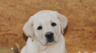 Labrador retriever - �t��ata s PP
