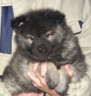 N�meck� �pic vl�� / Keeshond - �t��ata s PP