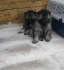 N�meck� �pic vl�� / Keeshond - �t��ata s PP