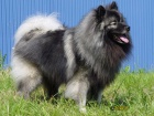 N�meck� �pic vl�� / Keeshond - �t��ata s PP
