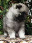 N�meck� �pic vl�� / keeshond �pi�kov� �t��ata s PP