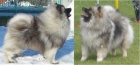 N�meck� �pic vl�� / keeshond �pi�kov� �t��ata s PP