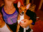 prod�m pejska basenji