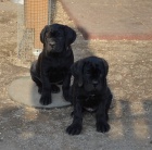 Cane corso - �t��ata s PP