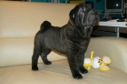 shar-pei �arpej