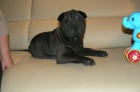 shar-pei �arpej