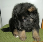 N�meck� ov��k - prod�m �t��ata