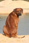 �t���tka Ridgeback s PP z unik�tn�ho spojen�