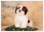 SHIHTZU �t���tka (shi tzu, si cu, �i-tzu)
