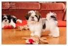SHIHTZU �t���tka (shi tzu, si cu, �i-tzu)