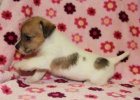 jack russell teri�r