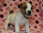 jack russell teri�r