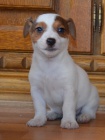 �t�n�tka jack russell terier
