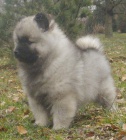 Vl�� �pic / keeshond �t��ata s PP 