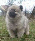 Vl�� �pic / keeshond �t��ata s PP 