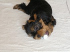 nab�z�m k prodeji pejsky yorkterriera s PP