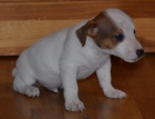 jack russell  terier