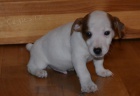 jack russell  terier