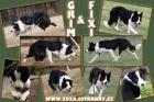 Border collie s PP na pr�ci a sport, zahrani�n� kryt�