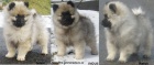 Vl�� �pic / keeshond kr�sn� �t��ata s PP