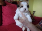 Lhasa apso s PP