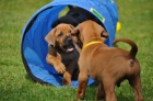 Rhodesian Ridgeback - vymazlen� �t���tka