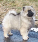 N�meck� �pic vl�� / keeshond kr�sn� �t��ata s PP