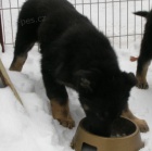 N�meck� ov��k - prod�m �t��ata