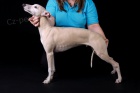 Vipet - whippet - mal� anglick� chrt -