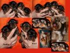 Jork��rsk� terrier s PP: nar. 18.03.2013