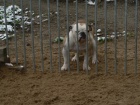 Olde Bulldogge (buldok star�ho typu)