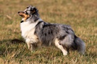 prod�m �t�natka Sheltie