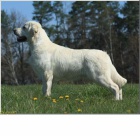 Zlat� retriever-�t���tka