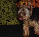 Hled�me fene�ku na kryt�