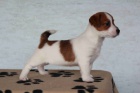 jack russell teri�r