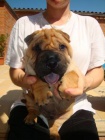 �ARPEJ, Shar-pei