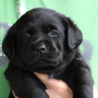 Labradorsk� retriever - �t���tka s PP