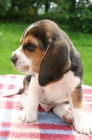 Beagle - �t��ata s PP