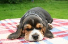 Beagle - �t��ata s PP