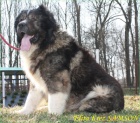 Kavkazsk� pasteveck� pes s PP