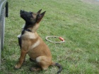 Belgick ovk malinois