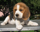 �t��ata beagle s PP