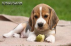Beagle - �t��ata s PP