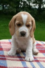 Beagle - �t��ata s PP